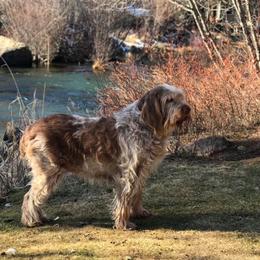 Spinone Italiano All Grown Up from Collina d'Oro Spinoni