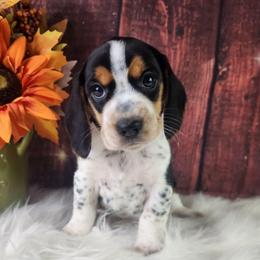 Boone - White black and tan male Beagle puppy in Pottersville, Missouri from Lovan's Spring Creek Kennel