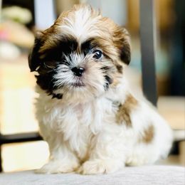 Boy 3 - Liver and white male Shih Tzu puppy in Seguin, Texas from Dolled Up Shih Tzus