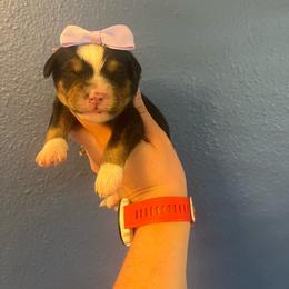 Pauline-Light Purple - Tri-color female Bernedoodle puppy in Casper, Wyoming from 307 Doodles
