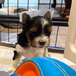 Flora - Black tan and white female Biewer Terrier puppy in Philipsburg, Pennsylvania from Happy Valley Biewer Terriers