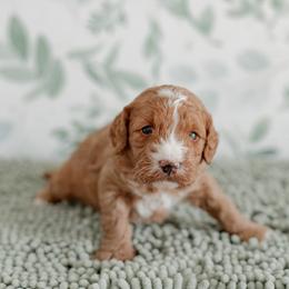 Rescue (tan collar) - Red  male Goldendoodle puppy in Apopka, Florida from The Classic Doodle