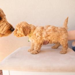Aussiedoodle and Goldendoodle Puppies from Ever After Doodles Arizona