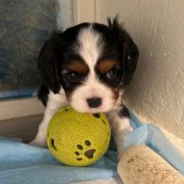 Cavalier King Charles Spaniels and Cavapoos from Boyd Cavapoo & Cavalier Puppies