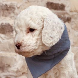 Goldendoodle and Poodle Puppies from Doodle Puppy Parti