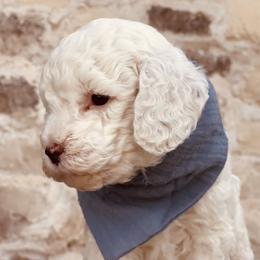 Goldendoodle and Poodle Puppies from Doodle Puppy Parti