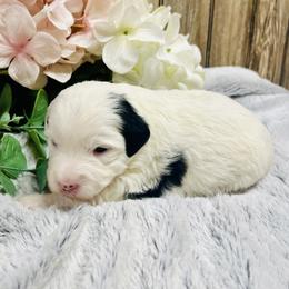Lizi - Black and white female Aussiedoodle puppy in Hamilton, Michigan from White Pine Farm