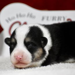 Max - Black and tan male Pembroke Welsh Corgi puppy in Gober, Texas from Trigger Time Kennels
