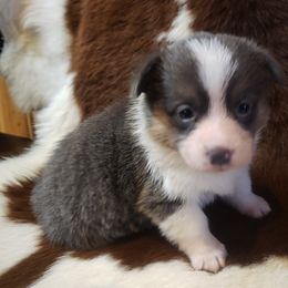 American Corgi Puppies from PBJ Corgis