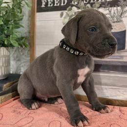 Tundra - Blue male Great Dane puppy in Carencro, Louisiana from Halsey Danes