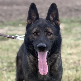 German Shepherd puppies from CzechDDR