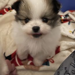 Pomeranian Puppies from Harmony Pomeranians