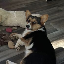Bear - American Corgi