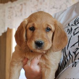 Girl 4 - Golden Retriever puppy from High Plains Goldens