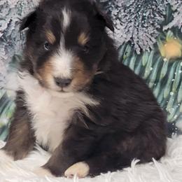 Charlie - Black white and tan male Shetland Sheepdog puppy in Conway, Missouri from Brooks's little darlings