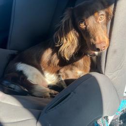 Oakley - Dachshund
