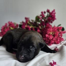 Belgian Malinois Puppies from Rose Kennels