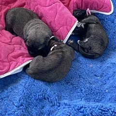 Leonberger Puppies from Sinnsro Leonbergers