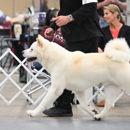 Akita and Whippets from Pecan Grove Akitas & Whippets