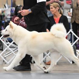 Akita and Whippets from Pecan Grove Akitas & Whippets