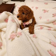 Blossom - Red  female Poodle puppy in Midway City, California from Rapture Red Poodles