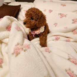 Blossom - Red  female Poodle puppy in Midway City, California from Rapture Red Poodles