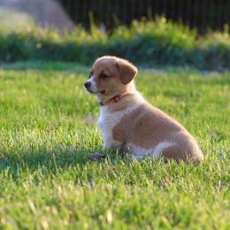 Girl 3 - Sable female Pembroke Welsh Corgi puppy in Ocala, Florida from Dolan Farms Corgis