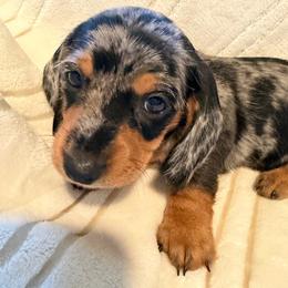 CKC dark pink - Dapple female Dachshund puppy in Grand Valley, Pennsylvania from Dachshunds on the Hill
