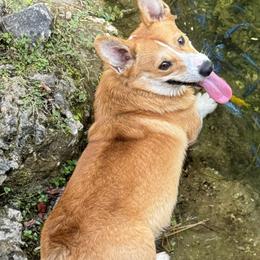 Border Collies and Pembroke Welsh Corgis from Garcia Family Farms