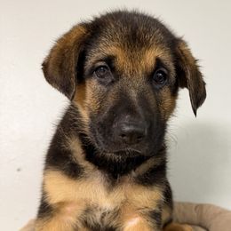 Boy 1 - Black and red male German Shepherd puppy in Hollis Center, Maine from Noble German Shepherds of Maine