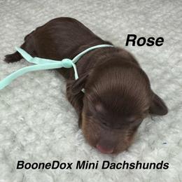 Rose - Chocolate and cream female Dachshund puppy in Lexington, Oklahoma from BooneDox Miniature Dachshunds