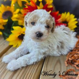 Light Apricot and Cream Boy AKC - Parti male Poodle puppy in Norman, Indiana from Wendy's Dream Poodles