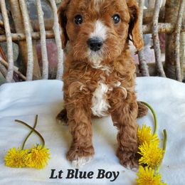 LT Blue Boy - Red male Cavapoo puppy in Wisconsin from Catch A Cavapoo
