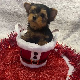 Tucker - Black and tan male Yorkshire Terrier puppy in Parma Heights, Ohio from Yorkie Darlings ANGELHEARTS YORKIES