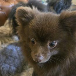 CoCo - Pomeranian