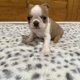 Blue fawn female - Black and white female Boston Terrier puppy in Madera Acres, California from Muggin Bostons Terriers and Mini Dachshund