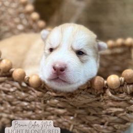 Caramelo - Red and white male Siberian Husky puppy in Manteca, California from Wolves with Amor