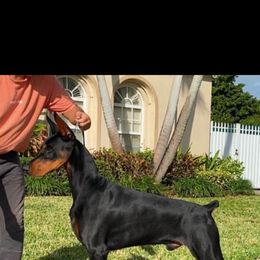 Doberman Pinschers from AMonde Dobermans