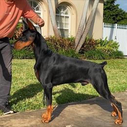 Doberman Pinschers from AMonde Dobermans