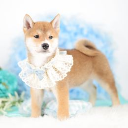 Rito Red  Boy - Red male Shiba Inu puppy in Neosho, Missouri from Sunny Terrace Shibas