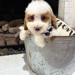 Red collar - Red male Bernedoodle puppy in Calico Rock, Arkansas from Cottrell’s Poodles & Doodles