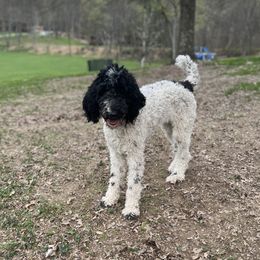 Penelope - Poodle