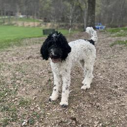 Penelope - Poodle