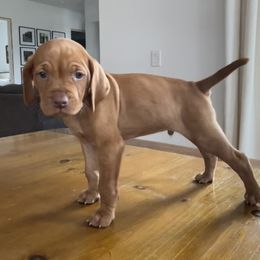 Dalmatian and Vizsla Puppies from River Falls Kennel
