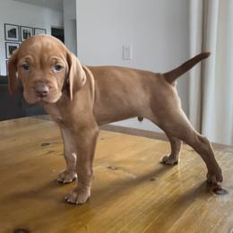 Dalmatian and Vizsla Puppies from River Falls Kennel