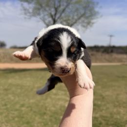 Clara - Black tri-color female Australian Shepherd puppy in Cushing, Oklahoma from Midwest LP Aussies