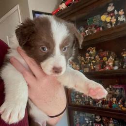 Shasta - Chocolate female Border Collie puppy in Lebanon, Oregon from Cahill’s Canines