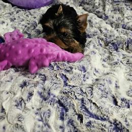 Yorkshire Terrier puppies from CHABRE Yorkshire Terriers