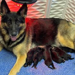 Male 4 - Black and tan male German Shepherd puppy in Warwick, Rhode Island from Karma Kennels
