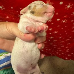 Parker  dapple piebald boy - Dapple male Dachshund puppy in Casselberry, Florida from Amore Mini Dachshund Breeders & More